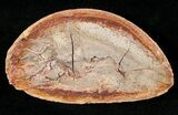 Pteronisculus Fossil Fish From Madagascar - Triassic #16732-2